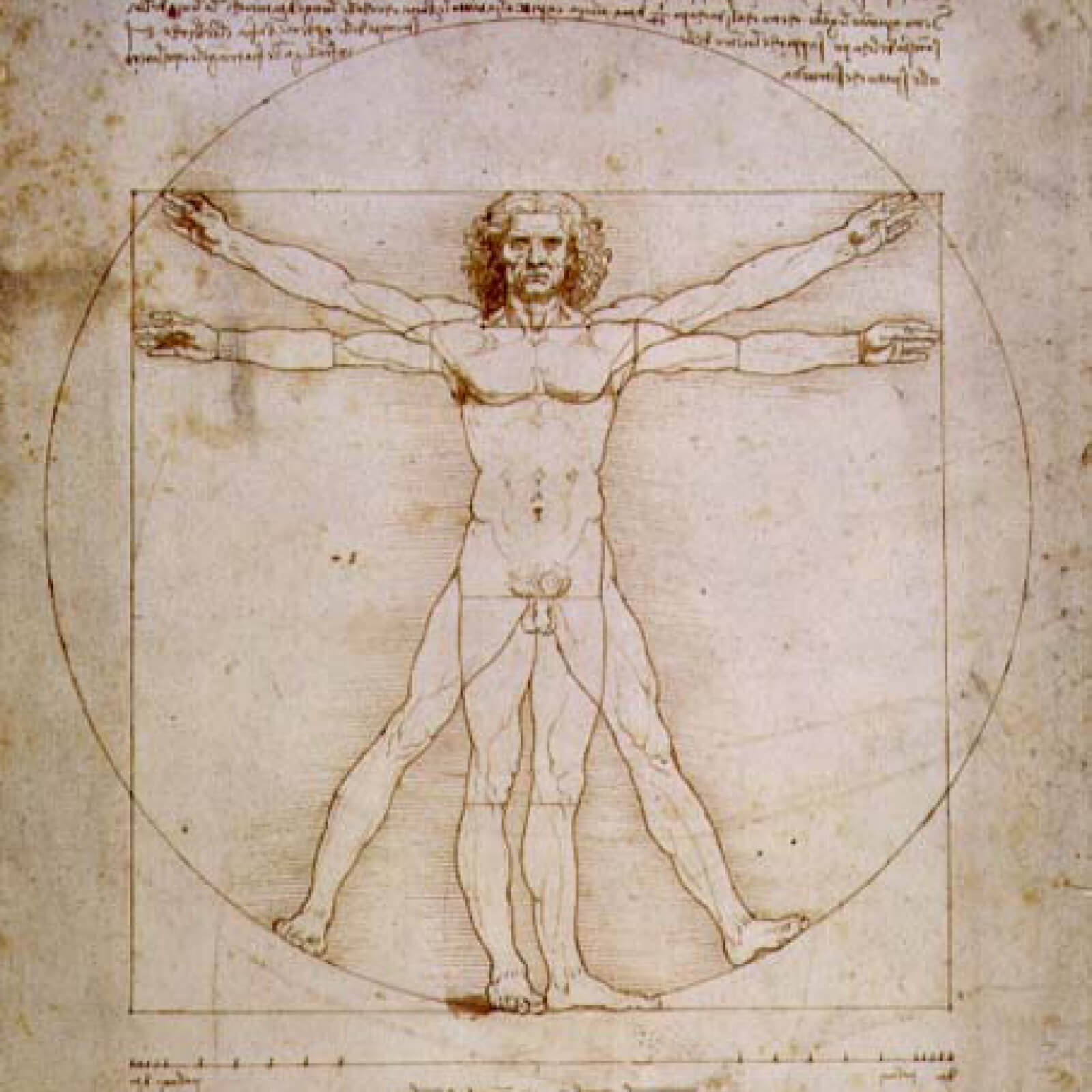 An illustrated image of Leonardo Da Vinci's Vitruvian Man